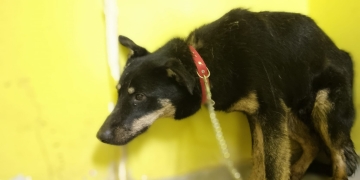 Primăria Timișoara, verificări în adăpostul pentru câini Danyflor