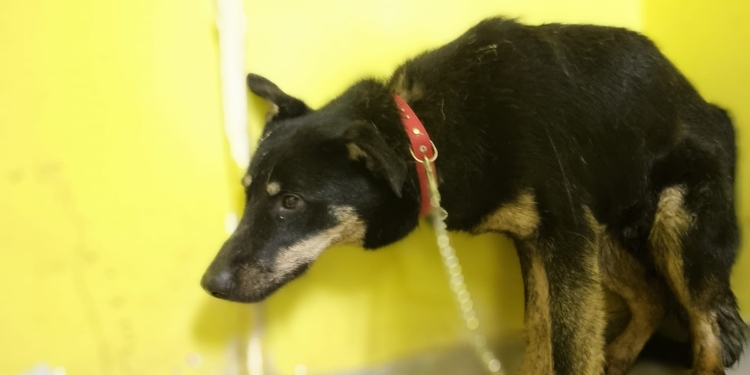 Primăria Timișoara, verificări în adăpostul pentru câini Danyflor