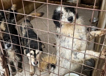 Anchetă în Primăria Timișoara, după problemele la adăpostul de câini Danyflor