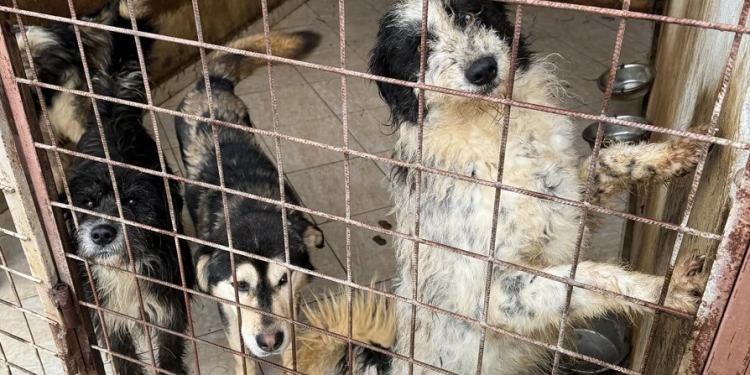 Anchetă în Primăria Timișoara, după problemele la adăpostul de câini Danyflor