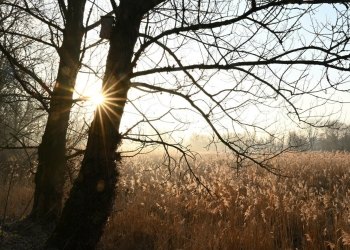 Început de februarie cu vreme caldă în Banat. Vezi prognoza meteo