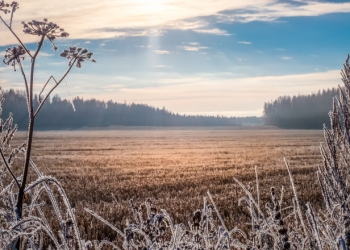 Vremea se încălzește puțin în Banat, la sfârșit de ianuarie