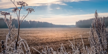 Vremea se încălzește puțin în Banat, la sfârșit de ianuarie