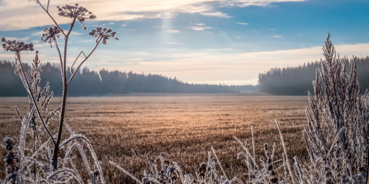 Vremea se încălzește puțin în Banat, la sfârșit de ianuarie