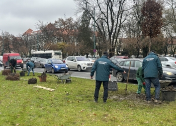 Primăria Timișoara a plantat peste 3.000 de arbori, anul trecut