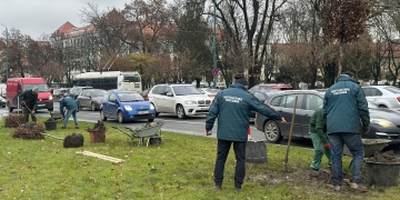 Primăria Timișoara a plantat peste 3.000 de arbori, anul trecut