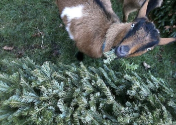Campanie inedită de reciclare a brazilor de Crăciun, în Timiș! Căprițele de la Domeniile Murani se vor bucura de ei