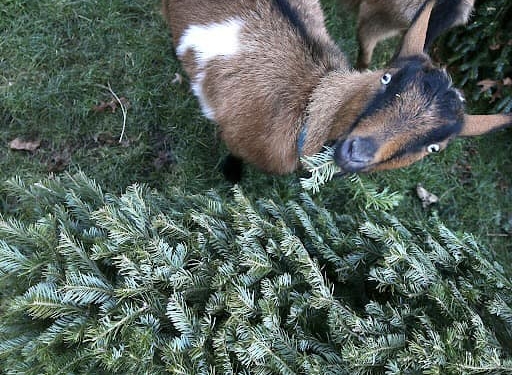 Campanie inedită de reciclare a brazilor de Crăciun, în Timiș! Căprițele de la Domeniile Murani se vor bucura de ei