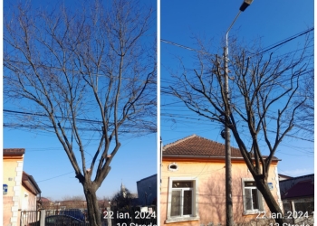 Se toaletează copacii din toate zonele Timișoarei