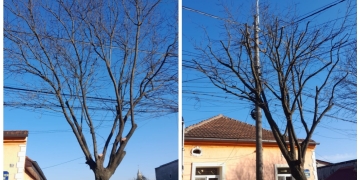 Se toaletează copacii din toate zonele Timișoarei