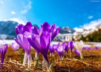 Vreme caldă și în următoarele două săptămâni, în Banat