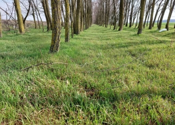 O zonă forestieră de patru hectare va proteja Timișoara