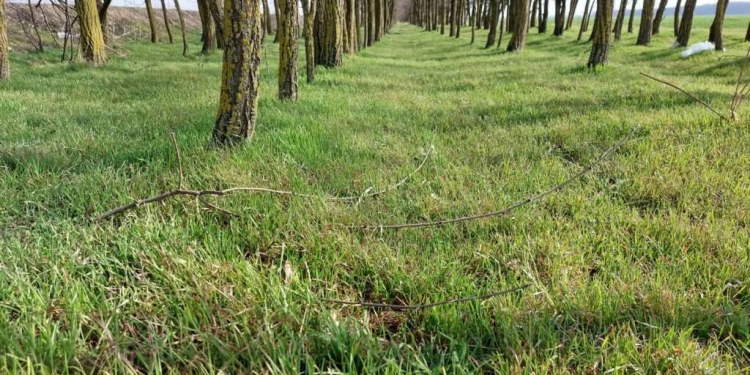 O zonă forestieră de patru hectare va proteja Timișoara