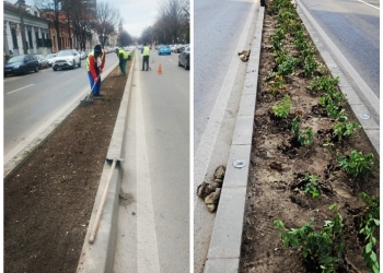 O nouă campanie de plantări, în Timișoara!