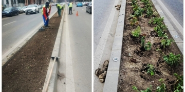 O nouă campanie de plantări, în Timișoara!