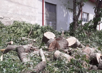 Lemnele rezultate din toaletarea copacilor din Timișoara, donate familiilor nevoiașe pentru căldură