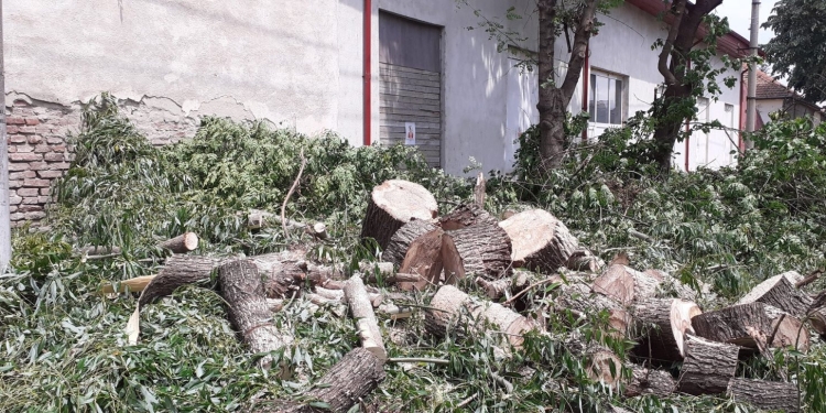 Lemnele rezultate din toaletarea copacilor din Timișoara, donate familiilor nevoiașe pentru căldură