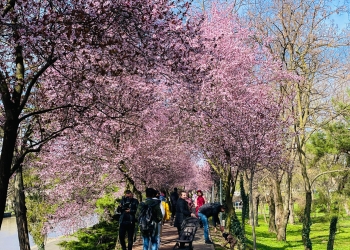 Splendoare în Timișoara! Sutele de copaci înfloriți pe malurile Begăi atrag ca un magnet