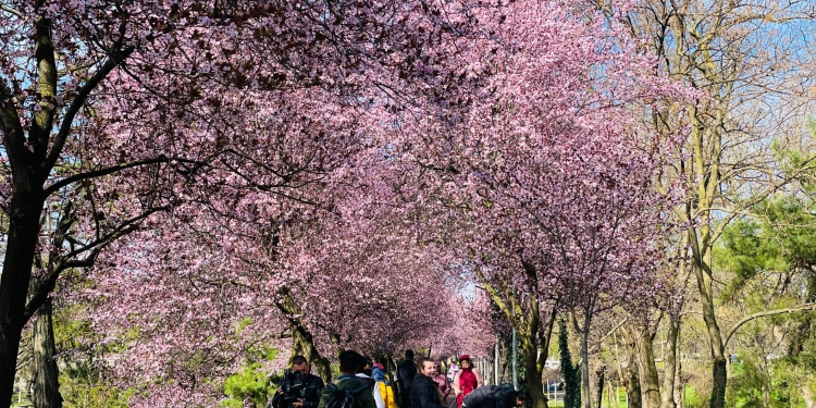 Splendoare în Timișoara! Sutele de copaci înfloriți pe malurile Begăi atrag ca un magnet