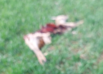 Animale sălbatice găsite moarte pe terenuri agricole din județul Timiș