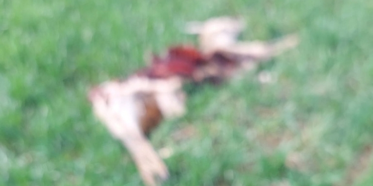 Animale sălbatice găsite moarte pe terenuri agricole din județul Timiș