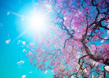 Caloriferele timișorenilor, mai reci! Meteorologii anunță vreme deosebit de caldă