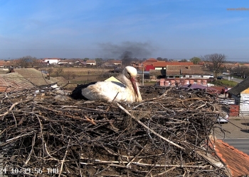 Primăvara e oficială instalată! Barza de la Cărpiniș a ajuns în cuib