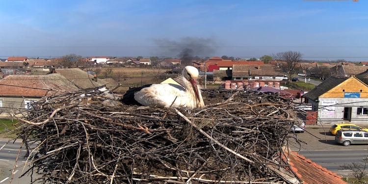 Primăvara e oficială instalată! Barza de la Cărpiniș a ajuns în cuib