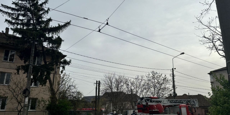 Un brad a fost doborât de vântul puternic, la Timișoara