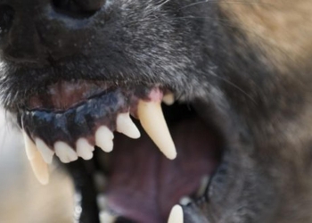 Incident grav la Giroc! Peste 100 de oi ucise de câinii vagabonzi