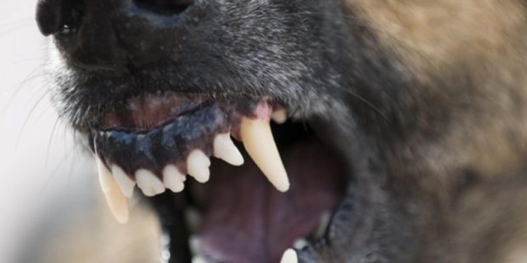 Incident grav la Giroc! Peste 100 de oi ucise de câinii vagabonzi