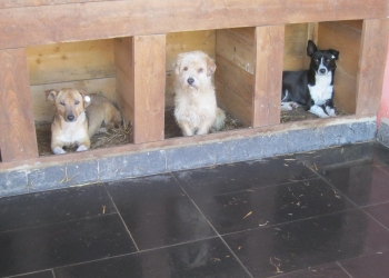 Timișorenii își pot spune părerea despre noul adăpost de câini pe care-l construiește primăria. Proiectul avansează