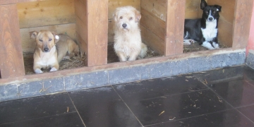 Timișorenii își pot spune părerea despre noul adăpost de câini pe care-l construiește primăria. Proiectul avansează