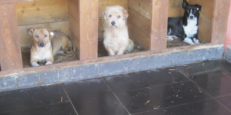 Timișorenii își pot spune părerea despre noul adăpost de câini pe care-l construiește primăria. Proiectul avansează