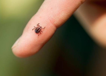 Primăria Timișoara, campanie de dezinsecție în vederea eliminării căpușelor