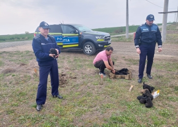 14 cățeluși abandonați pe un câmp, salvați de polițiștii din Timiș