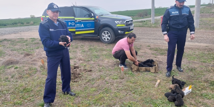 14 cățeluși abandonați pe un câmp, salvați de polițiștii din Timiș