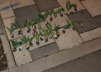 A dat atacul la lalelele din Timișoara și a fost prins de polițiștii locali