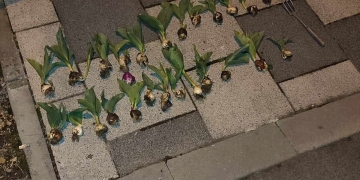 A dat atacul la lalelele din Timișoara și a fost prins de polițiștii locali