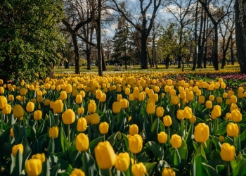 Feerie de culori! La Timișoara au înflorit aproape 110.000 de lalele FOTO