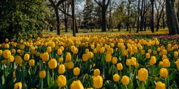 Feerie de culori! La Timișoara au înflorit aproape 110.000 de lalele FOTO