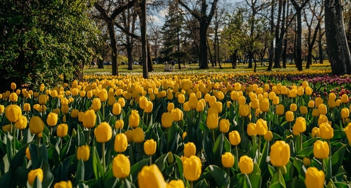 Feerie de culori! La Timișoara au înflorit aproape 110.000 de lalele FOTO