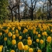 Feerie de culori! La Timișoara au înflorit aproape 110.000 de lalele FOTO