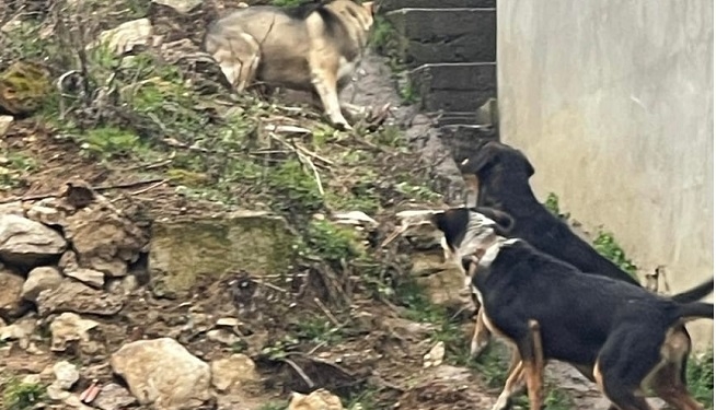 Un lup s-a plimbat în plină zi prin centrul unui sat din Banat