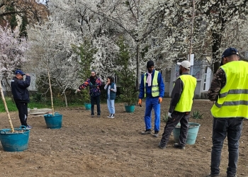 Patru locații din Timișoara, înfrumusețate cu plante din pepiniera din centru