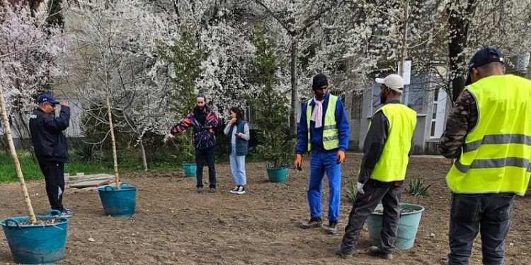 Patru locații din Timișoara, înfrumusețate cu plante din pepiniera din centru