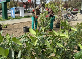 Strada Gheorghe Lazăr, înfrumusețată cu plante din pepiniera din centrul Timișoarei