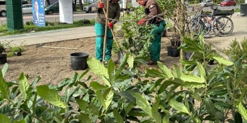 Strada Gheorghe Lazăr, înfrumusețată cu plante din pepiniera din centrul Timișoarei