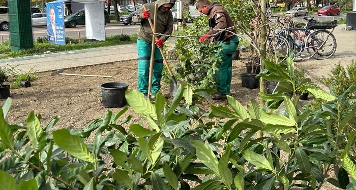 Strada Gheorghe Lazăr, înfrumusețată cu plante din pepiniera din centrul Timișoarei