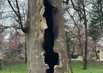 Vandalism în Parcul Catedralei din Timișoara! Mai mulți platani au fost incendiați